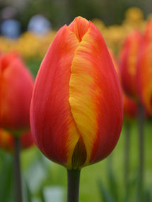 Tulipan Apeldoorn's Elite