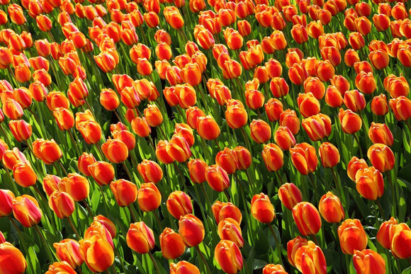 Cebulki tulipanów Apeldoorn's Elite