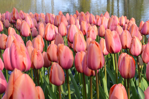 Cebulki tulipanów Tulipan Apricot Impression Darwina