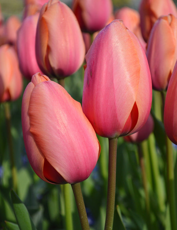 Tulipan Darwina Apricot Impression