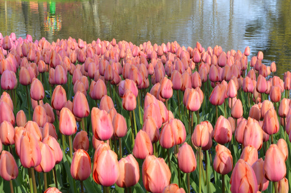 Kup Cebulki Tulipanowe Apricot Impression z dostawą w Polsce