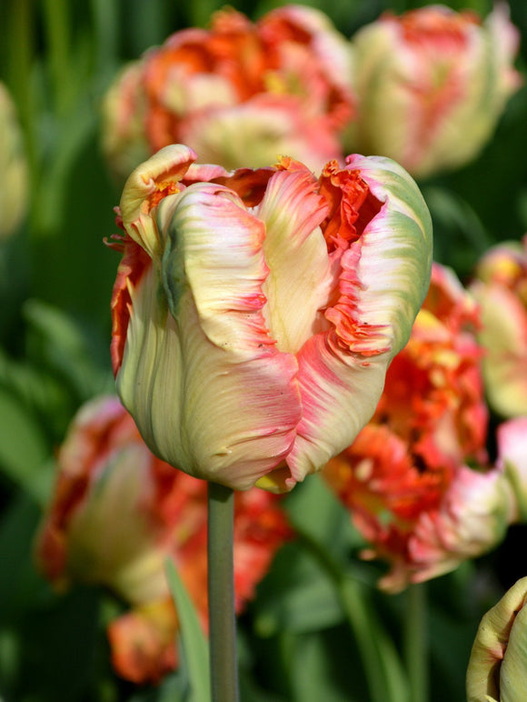Tulipan Papuzi 'Apricot Parrot' Cebulki tulipana