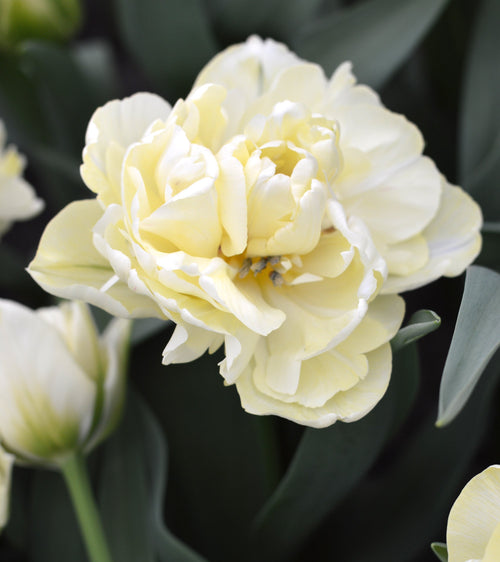 Cebulki Tulipanów Avant Garde - Podwójne Kremowe Kwiaty