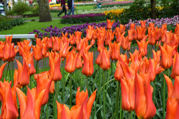 Cebulki tulipanów z Holandii 'Ballerina'