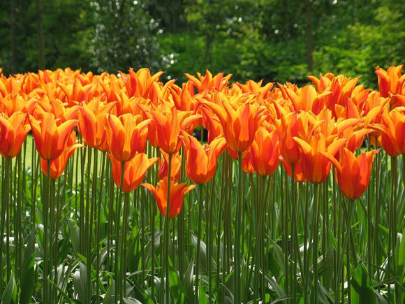Cebulki kwiatowe Tulipan Orange Ballerina
