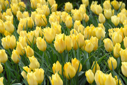 Tulipan Batalinii Bright Gem