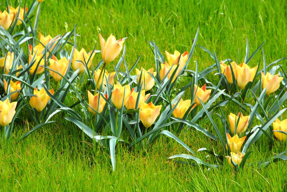 Cebulki kwiatowe tulipanów Batalini Bright Gem