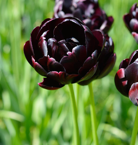 Czarne tulipany z Holandii