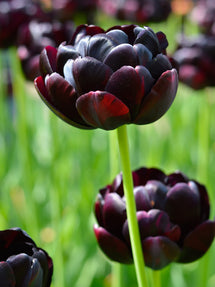 Tulipan Black Hero