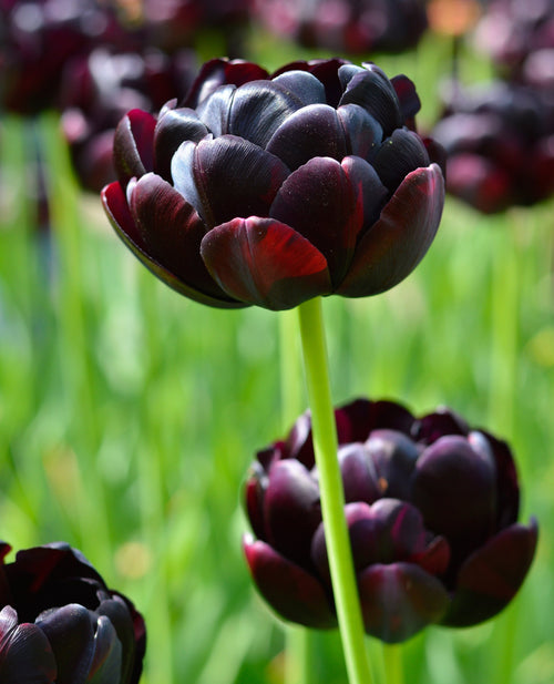 Tulipan Black Hero