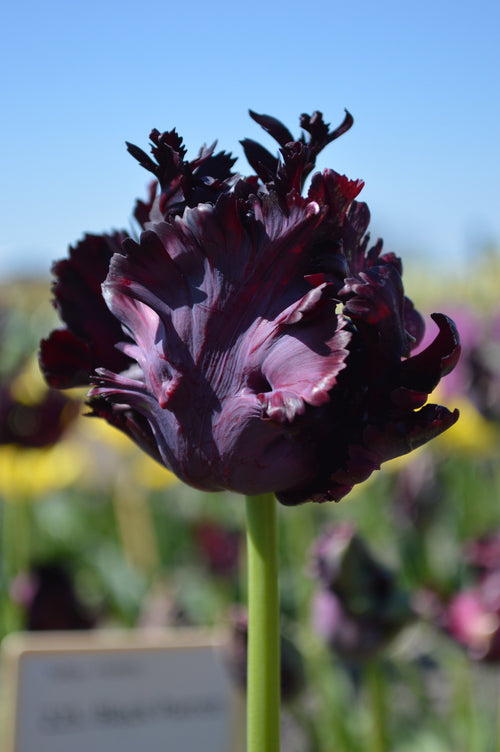 Tulipan Black Parrot | Cebulki czarnego tulipana