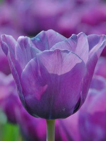 Tulipan Blue Aimable