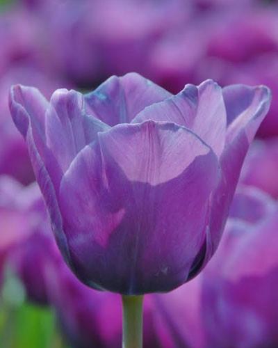 Zamów cebulki kwiatowe Tulipana Blue Aimable
