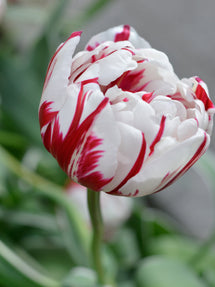 Tulipan Carnival de Nice