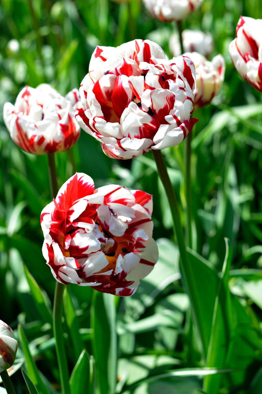 Tulipan 'Carnival de Nice' | Cebulki tulipanów