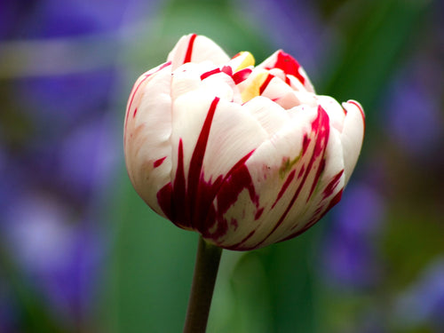 Tulipanowy karnawał de ładne cebulki kwiatowe