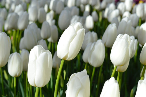 Cebulki białe tulipany