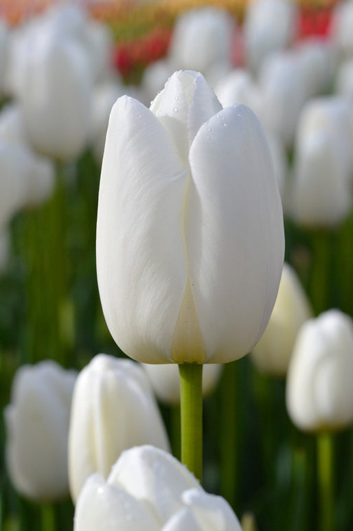 Tulipan Clearwater