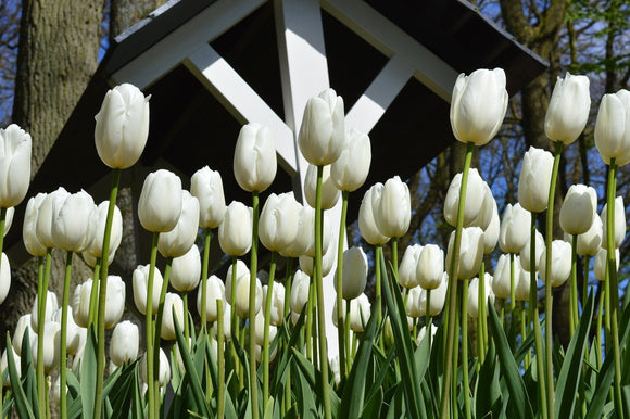 Tulipan Clearwater | Cebulki białe tulipany