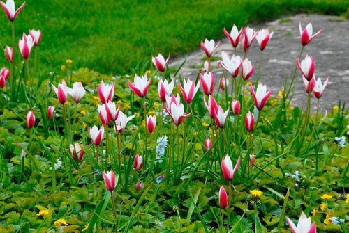 Tulipan botaniczny Clusiana Peppermint Stick