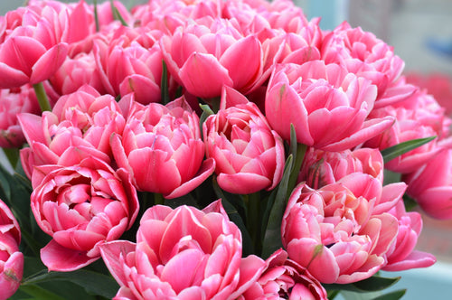 Tulipan (Tulipa) 'Columbus' 