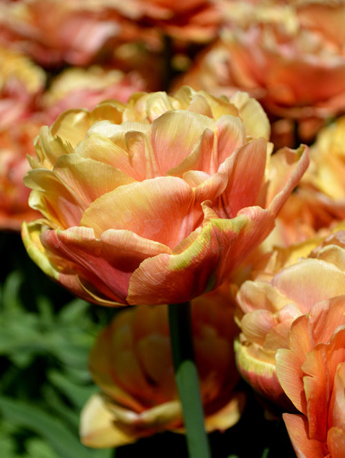 Piwonia Tulipan Copper Image