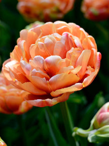 Tulipan Copper Image