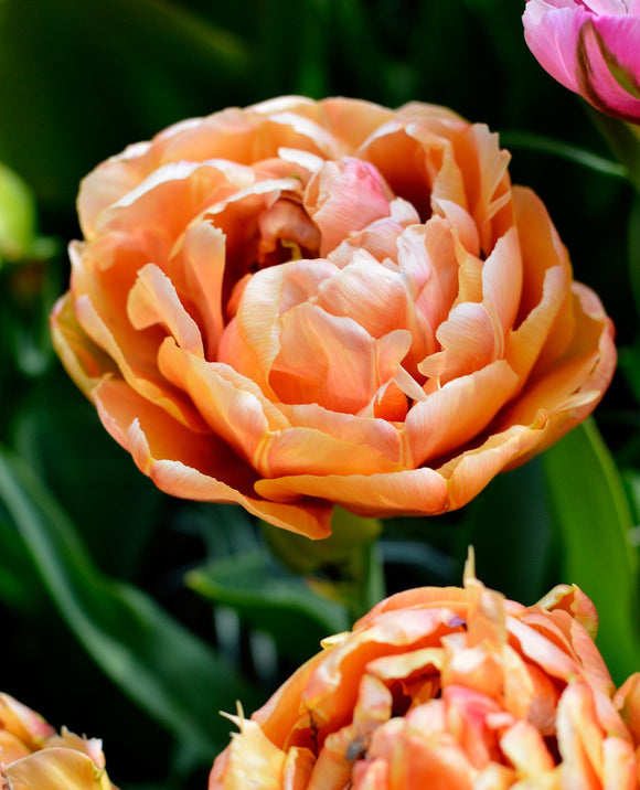 Tulipan cebulki tulipanów 'Copper Image' 
