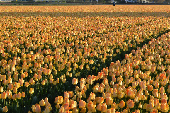 Tulip Daydream - Cebulki tulipanów z Holandii wysyłane do Polski