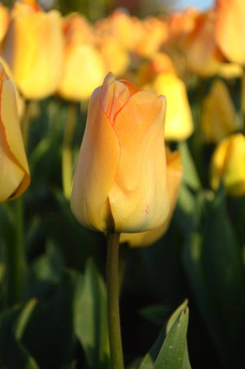 Marzenie cebulek tulipanów
