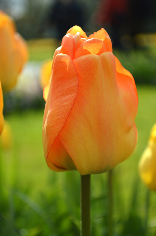 cebulki tulipanów na jawie z Holandii