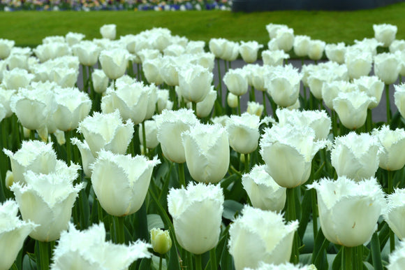 Tulipan 'Daytona' z Holandii | Cebulki tulipanów