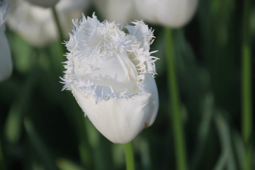 Tulipan z frędzlami Daytona White - Cebulki tulipanów
