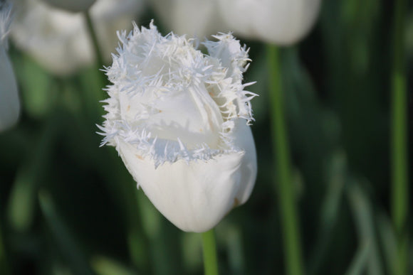 Tulipan z frędzlami Daytona White - Cebulki tulipanów