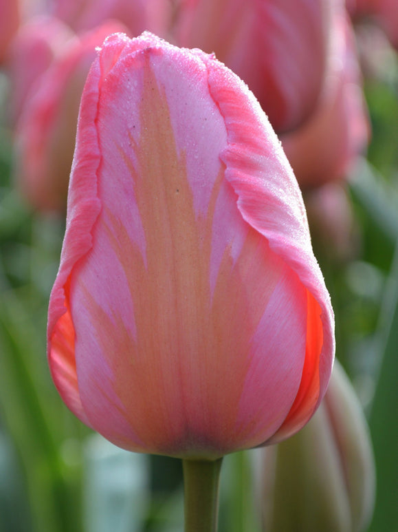 Tulipan Darwina Design Impression