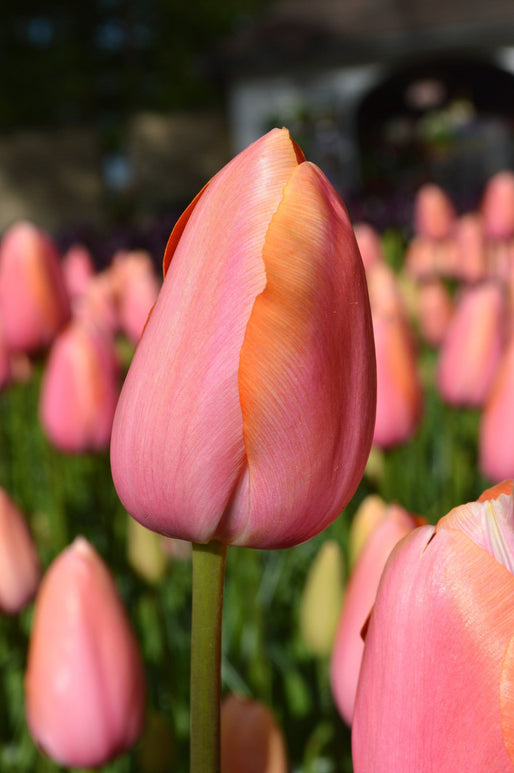 Tulipan Dordogne - Cebulki tulipanów