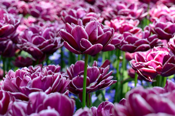 Cebulki tulipanów Dream Touch z Holandii