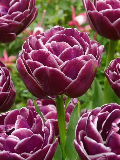  Tulipan Pełny 'Dream Touch' | Cebulki tulipanów 