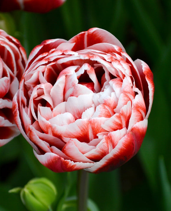 Cebulki tulipanów Drumline z Holandii