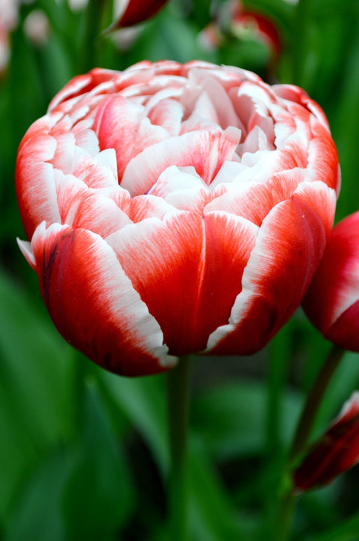Cebulki tulipanów z Holandii - Cebulki Drumline