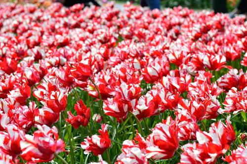 Cebulki tulipana papugi - Estella Rijnveld