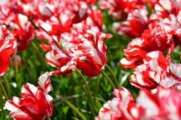  Cebulki Tulip Estella Rijnveld