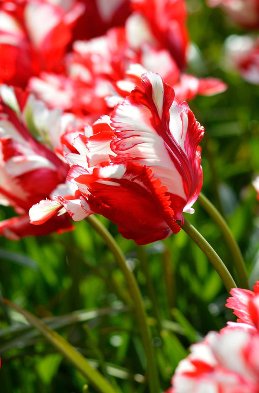 Tulipan Papuzi 'Estella Rijnveld' 