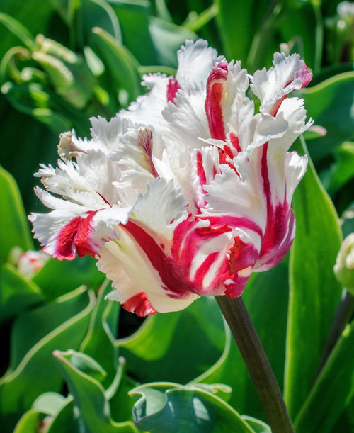 Tulipan Estella Rijnveld