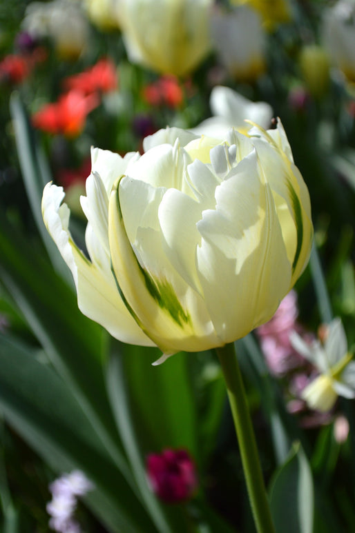 Kup cebulki tulipana 'Exotic Emperor' od DutchGrown™