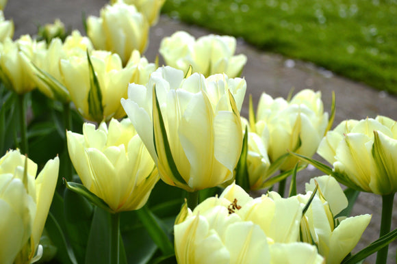 Cebulki tulipanów Exotic Emperor Polska dostawa