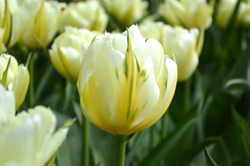 Tulipan Exotic Emperor Cebulki Kwiatowe Polska Wysyłka