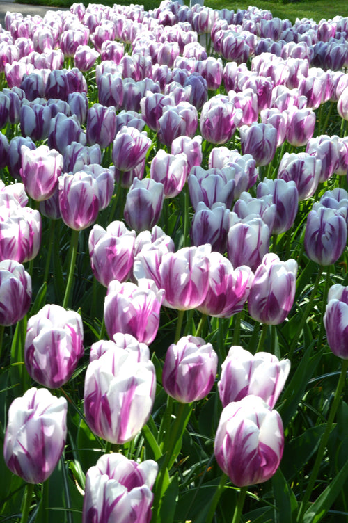Cebulki kwiatowe tulipanów Flaming Flag