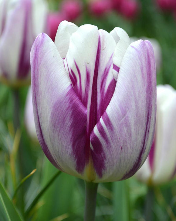 Cebulki tulipanów - Flaming Flag - dostawa Polska
