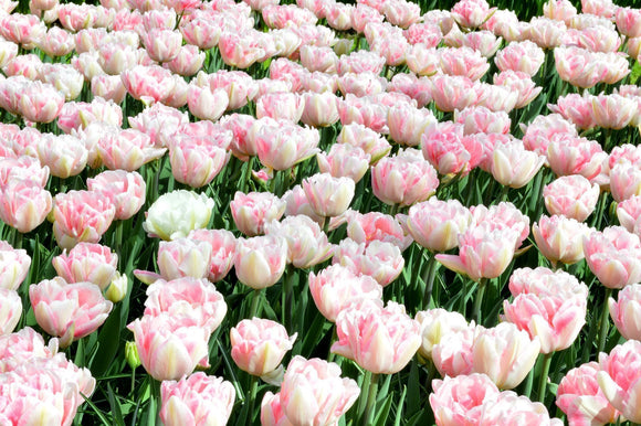 Cebulki kwiatowe tulipanów - Foxtrot Pink z Holandii